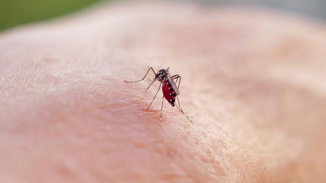 Dengue fever symptoms typically include high fever, severe headaches, joint and muscle pain, skin rashes, and pain behind the eyes. Picture: AFP