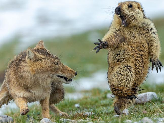 Yongqing Bao won the prestigious Wildlife Photographer of the Year 2019 title for this image taken in the Chinese province of Qinghai. Called The Moment, it pictures a standoff between a Tibetan fox and a marmot, which seems frozen in fear. Picture: Yongqing Bao/ Wildlife Photographer of the Year