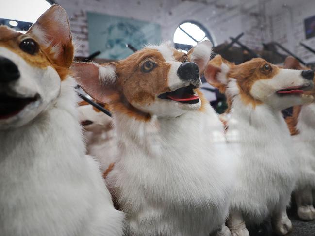 Life-size models of corgi dogs will have a starring role in a parade to mark the Queen’s 70-year reign. Picture: AFP