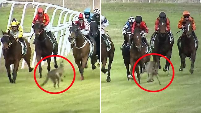 A rogue kangaroo narrowly avoids horses and riders in the first race of the day at Warren.