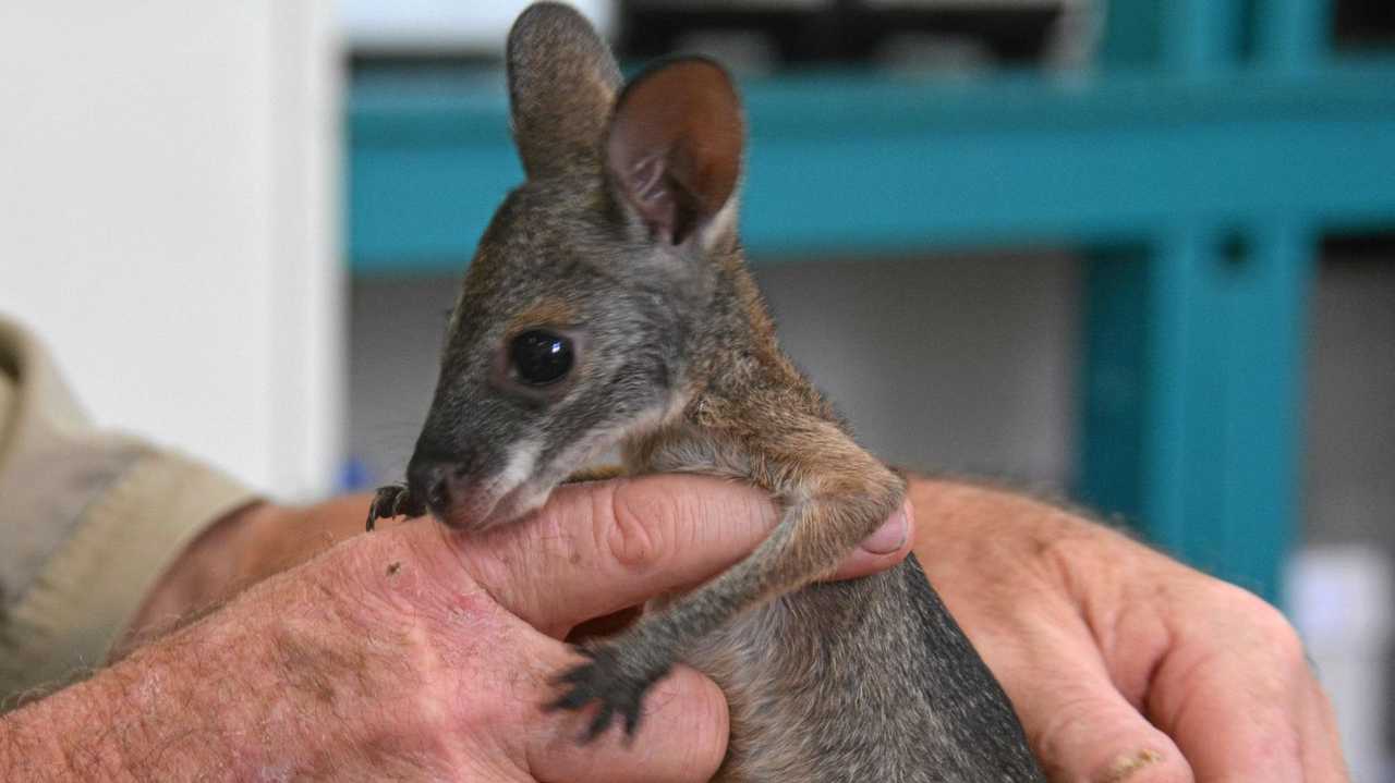 RESCUE JOEY: Durong wildlife carer Simon Stretton with Shelly the black-striped wallaby joey he rescued last week. Picture: Jessica McGrath