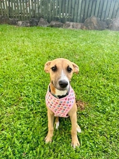 Four month old Melorie is available for adoption via Remote Animal Assistance.