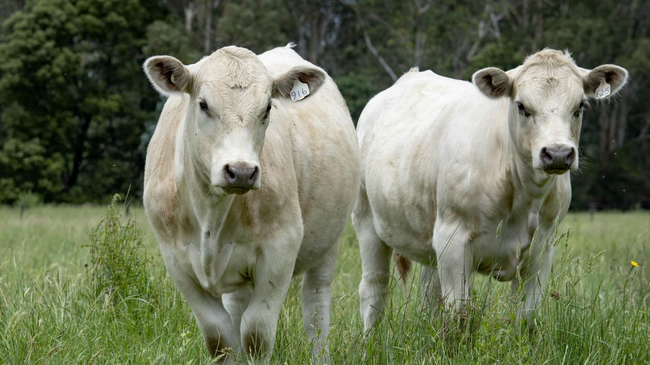 Hughenden farmer John Wallace sentenced in Townsville Magistrates Court for stealing $30k of cattle Picture: Zoe Phillips