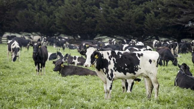 Norco dairy farmers are on tenterhooks as a “city” decision to axe their product from regional hospitals threatens jobs and livelihoods. Picture: Zoe Phillips