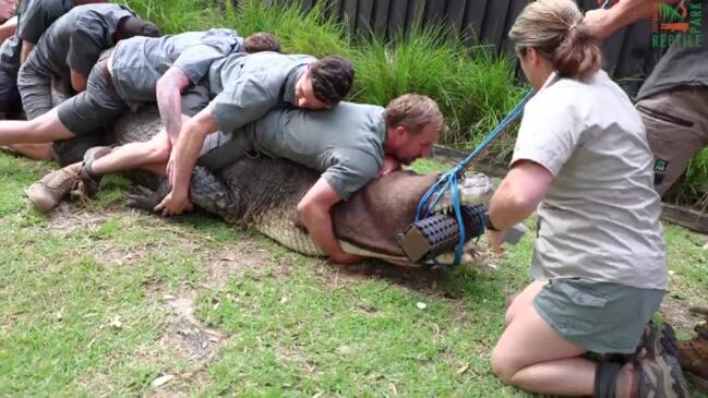 Elvis the cranky croc's health check