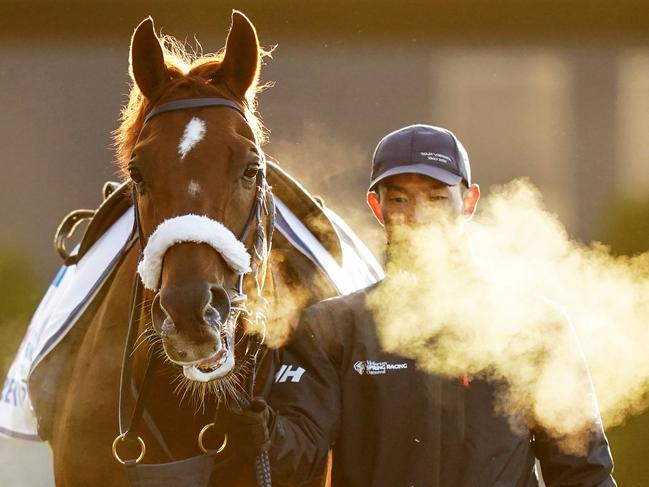 International Carlton Draught Caulfield Cup contender Breakup (Japan) during trackwork at Caulfield Racecourse on October 18, 2023 in Caulfield, Australia. (Photo by Scott Barbour/Racing Photos via Getty Images)