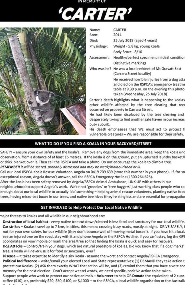 Information about Carter the koala from Mt Gravatt East.