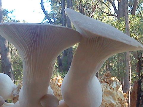 King oyster mushrooms courtesy Swan Valley Gourmet Fungi