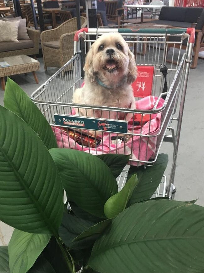 “My beautiful baby boy Pepper Tyszyk went to the rainbow bridge 23/5/19 aged 15, he loved his trips to Bunnings. We miss him so much.” Shared by Lisa O'Meara/Facebook