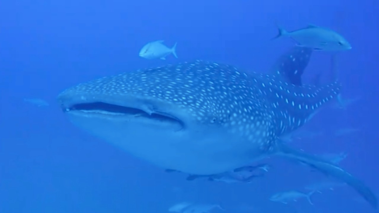 Curious Whale Shark Swims With Fisherman