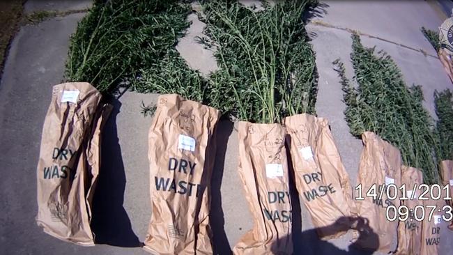 Police found 182 cannabis plants in the backyard of a Coolum Beach and three kilograms of dried cannabis.