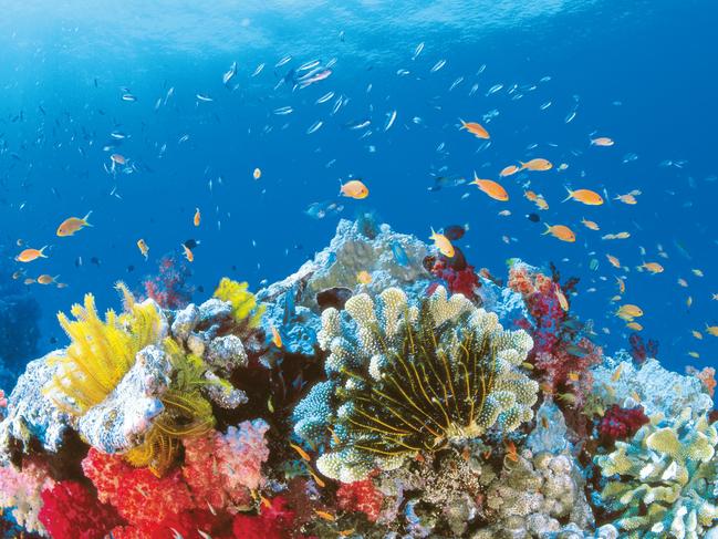 Tourism operators will get a small boost to help protect the Great Barrier Reef.