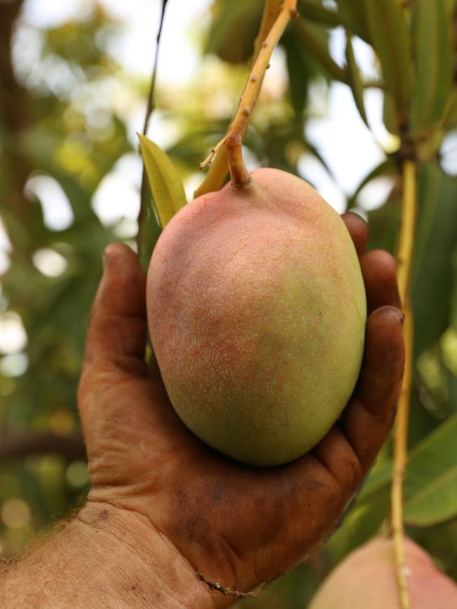 Manbulloo Mangoes is the largest grower of Kensington Pride fruit in Australia.