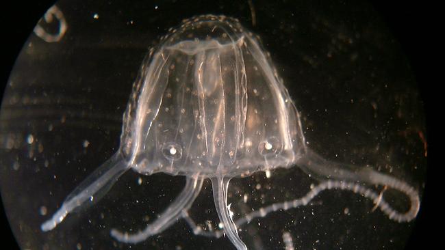 Deadly Irukandji jellyfish are swimming further south.