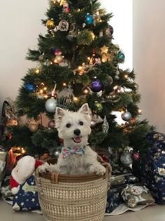 West Highland White Terrier Quincey gets into the spirit of Christmas. Submitted by Lauren Elizabeth