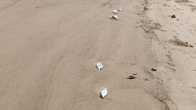 Photos of dead fish, most likely spotted grunter, washed up on Taylors Beach, Lower Herbert, Hinchinbrook, North Queensland. The cause of the mass fish kill has been blamed on low dissolved oxygen levels in the water. Picture: Supplied