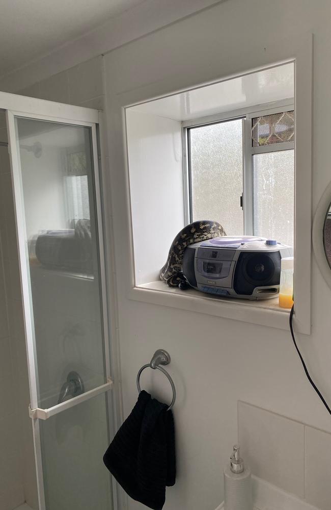 This carpet snake obviously likes some music while taking a shower. It was found at Bracken Ridge in a downstairs bathroom.