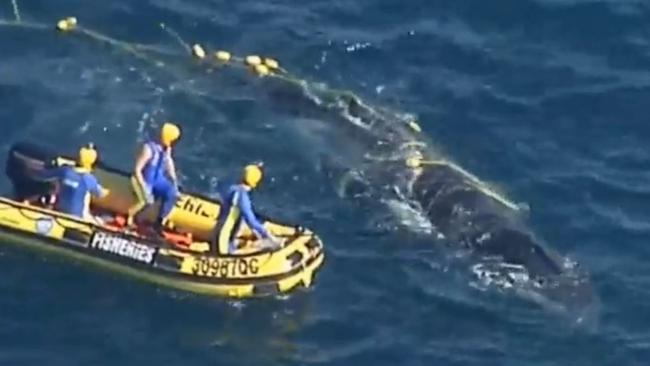 Rescuers attempt to free a whale trapped in nets off Burleigh. Photo: 7 News