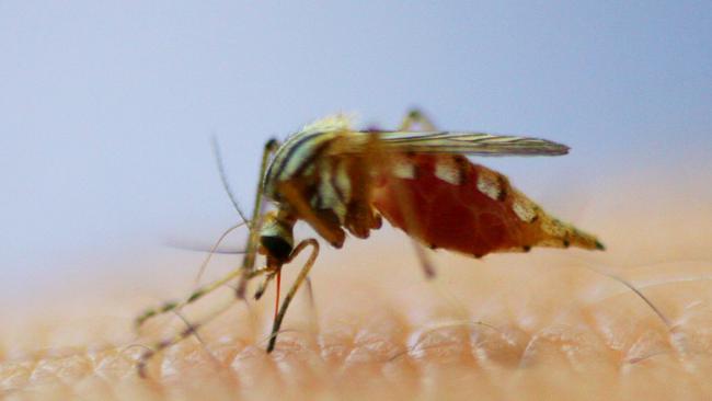 Only some in the region will get a free vaccine for the dangerous mosquito-borne Japanese encephalitis virus. Picture: File