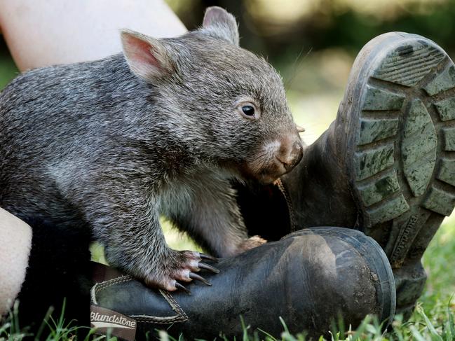 Wookiee  the Wombat at the Darling Downs Zoo. Photo Tara Croser