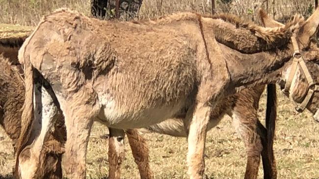 A donkey allegedly at Storybook Farm in 2018 Picture: Supplied.