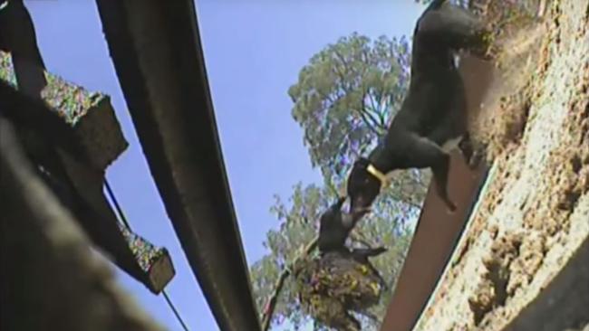 Four Corners exposed the culture of live-baiting.