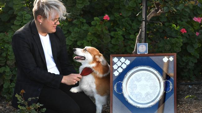 Pembroke Corgi Figaro is the current holder of the Queen’s Trophy from the Adelaide Hills Kennel Club. Figaro also won a Queen’s medallion at the Royal Adelaide Show last week. Figaro is pictured with his professional handler Darcy Clark. Picture: Tricia Watkinson