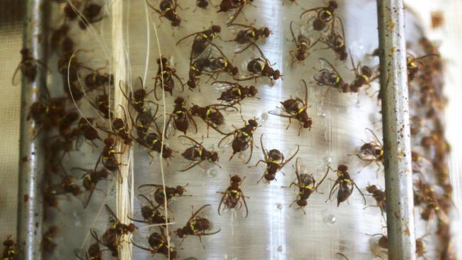 Riverland fruit fly outbreak, Sterile insects released to