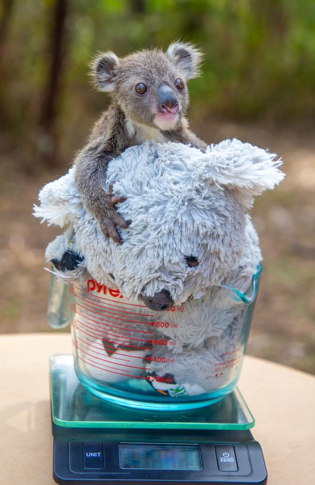 Meet Albert, the smallest joey ever raised by the Australian Reptile Park. Rescued last month after his mother became unwell, Albert weighed just 190g. He is now absolutely thriving under their care and now weighs a much healthier 312g. He’s eating eucalyptus leaf for the first time and is hitting all his development indicators. His mother, Elsa, is recovering well and the park hopes to reunite the pair in the coming months. Picture: Australian Reptile Park