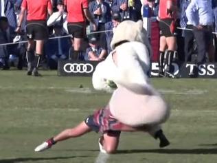 WATCH: GPS rugby mascots clash on field