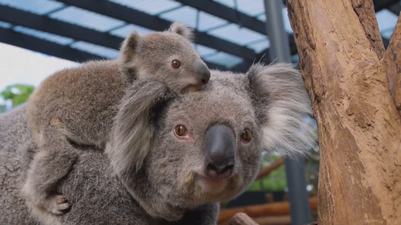 Taronga Zoo welcomes new Koala joeys