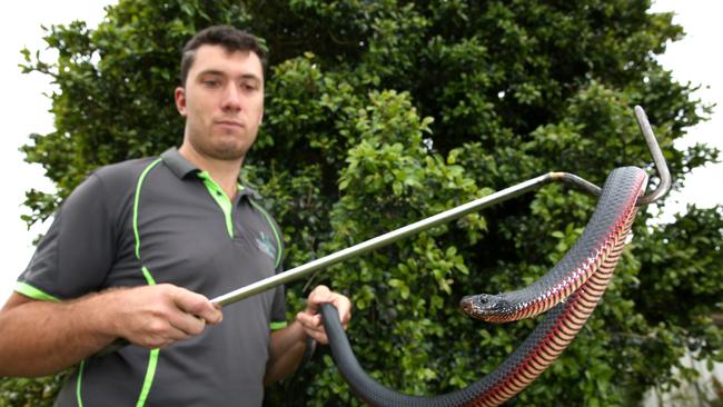 Snake catcher Patrick Reeve, from Sydney Metropolitan Wildlife Services, with a red-bellied black snake. Picture: Robert Pozo