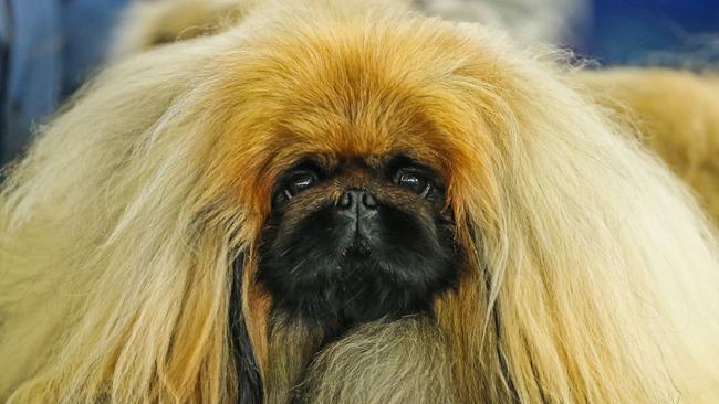 Action from the 2022 Ekka dog show.  Picture: Zak Simmonds