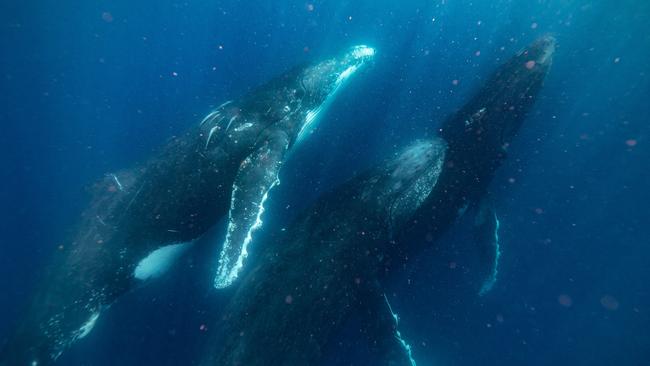 Migrating humpback whales off Mooloolaba. Picture: Tourism and Events Queensland