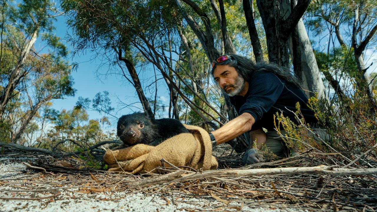 The researchers hope to roll out the vaccine in the wild within four years. Picture: Oi Studios