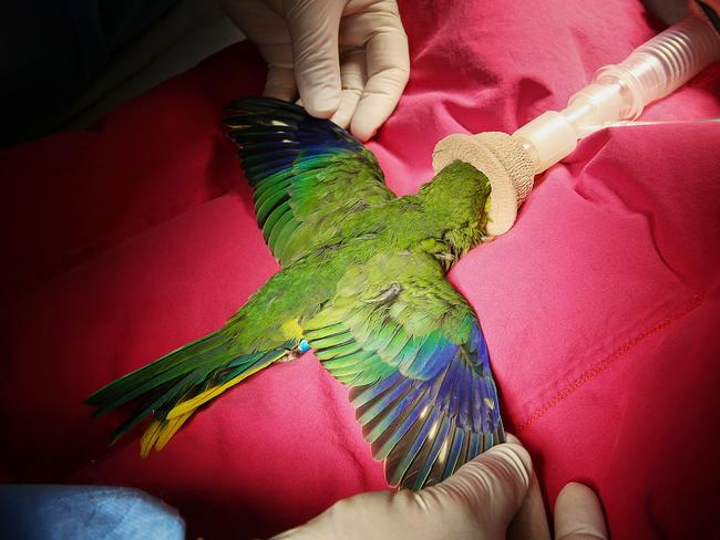 One bird goes under anaesthetic. Picture: Ian Currie