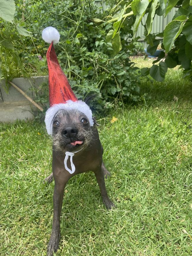 Ruby is a three-year-old miniature schnauzer with alopecia.