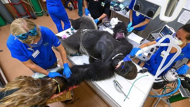 Shango the gorilla was hospitalised after a fight with his younger brother. Picture: Zoo Miami