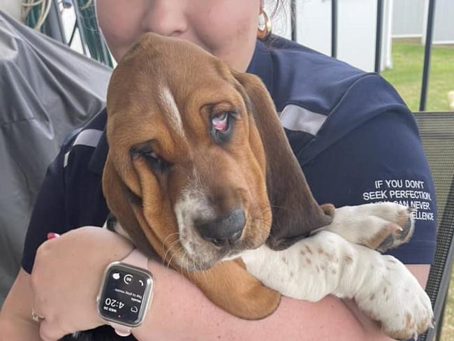 Winner of the 2024 search for Gympie's Cutest Puppy is Mabel.