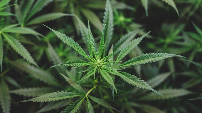 generic cannabis. PIcture: Istock