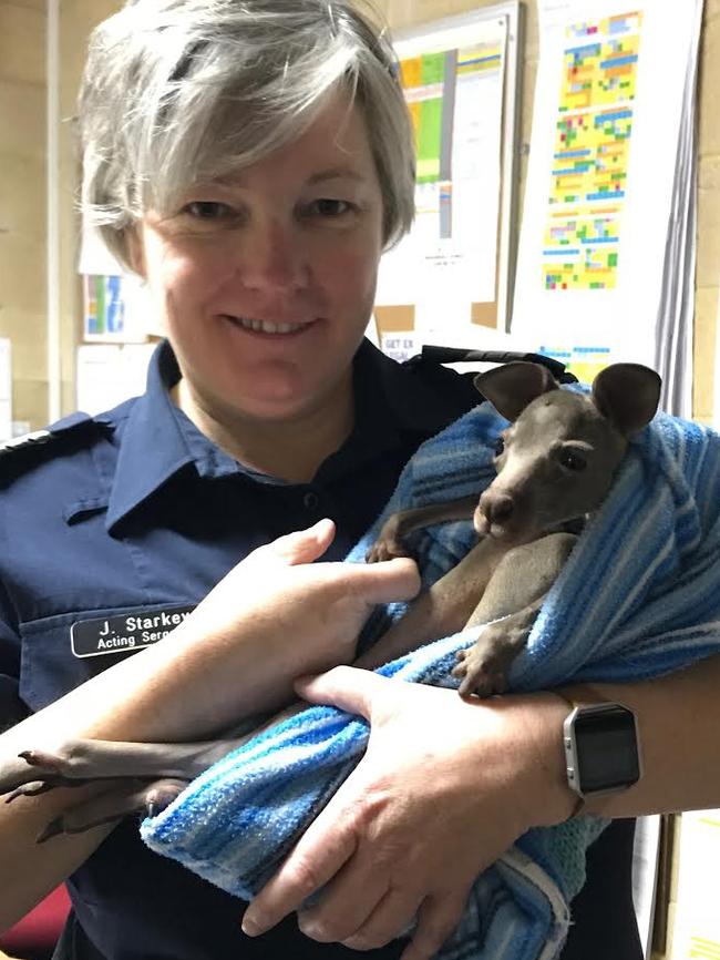 Acting Sergeant Julia Starkey took care of the joey at Rosebud police station.