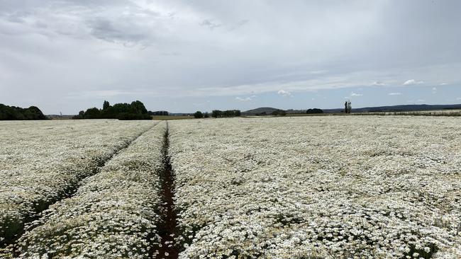 Victorian growers harvested a record pyrethrum crop this season. Picture: Botanical Resources Australia