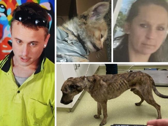 Qld’s animal cruelty shame: Worst offenders named as 16k complaints recorded