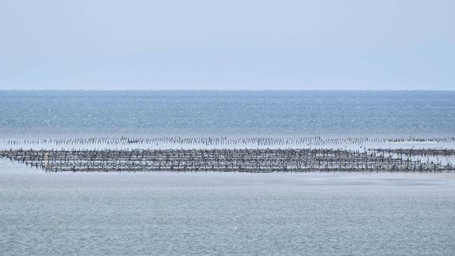 Oyster farms in Kangaroo Island, Stansbury and Port Vincent have closed, with testing underway on the Eyre Peninsula. Picture: Brenton Edwards