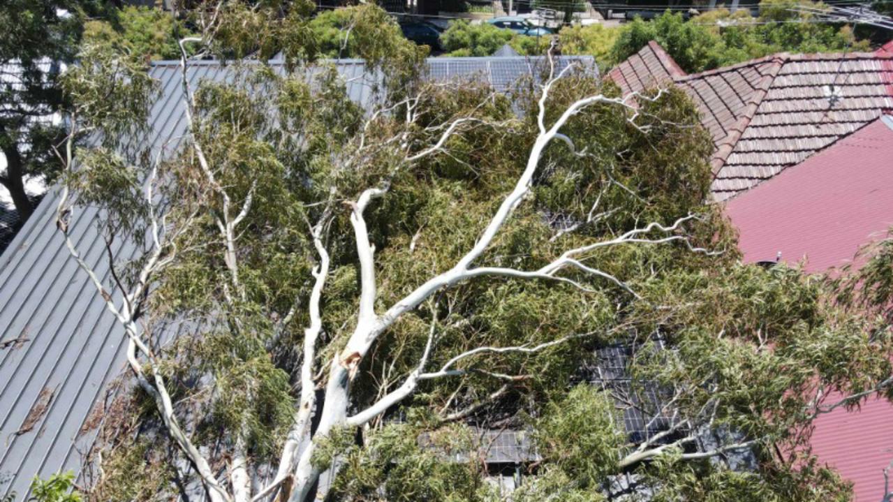 The tree that fell on Natalie Saad’s Petersham home.