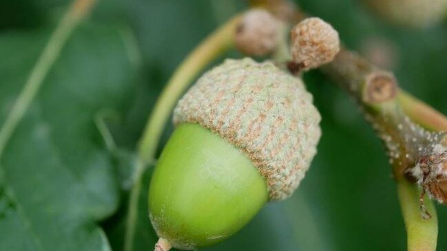 The hot tip for keeping growing acorns warm in Autumn? Knit them little beanies. Source: Facebook