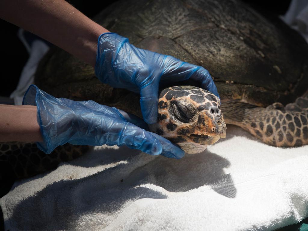 Byron Bay Wildlife Hospital: New mobile vet service to the rescue ...