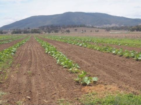 The farm at St Heliers, which is run by low-security inmates at the Dumaresq wing. Prisoners there have been taking the fresh produce back to their cells. Picture: Supplied.