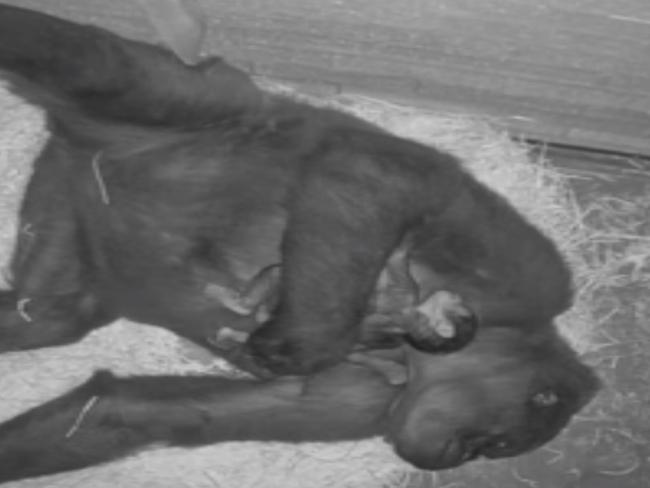 The new gorilla baby with its mother at Mogo Zoo. Picture: Chad Staples