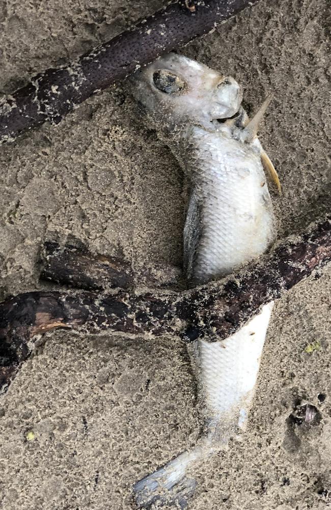 A dead fish on the banks of the Parramatta River. Picture: Supplied